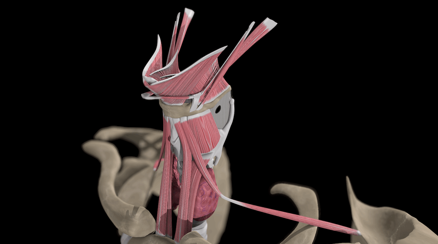 procedimientos de laringe en consulta - Pamplona, 21-22 de noviembre de 2025